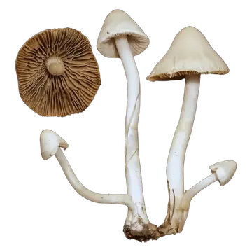 Silketrevlesopp med lyse, kjegleformede hatter og lange, hvite stilker, samt en separat hatt som viser brune skiver.