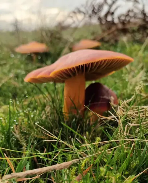 Skarlagenvokssopp sett fra bakkenivå i gress, med flat, oransje hatt, synlige skiver og en kraftig, oransje stilk.