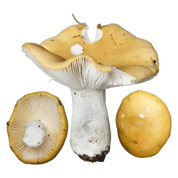 Skarp gulkremle vist fra siden, ovenfra og nedenfra, med gule hatter, hvite skiver, kraftig hvit stilk og skader i hatten.
