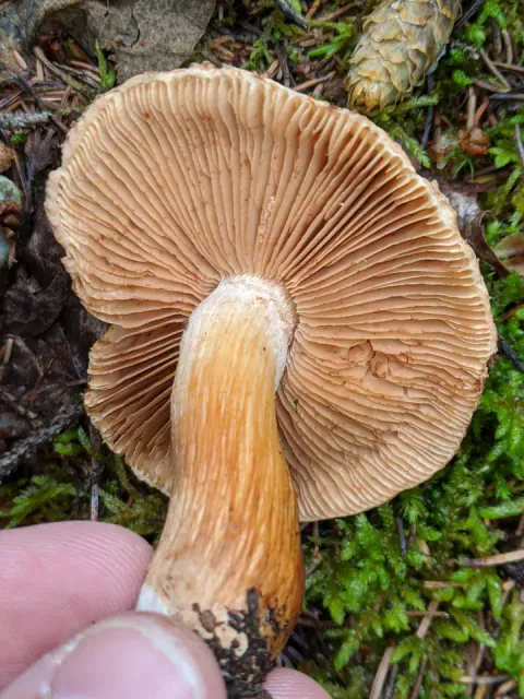 Skjeggmusserong holdes foran mosekledd skogbunn med undersiden frem, og viser brunflekkete lyse skiver og en brunlig, fibret stilk.