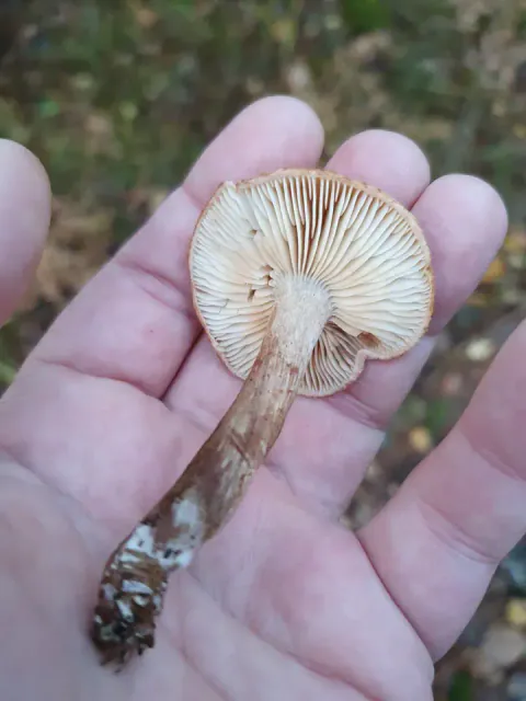 En liten skjeggmusserong hviler i en åpen hånd med undersiden opp, og viser kremhvite skiver og en slank, brunlig stilk.