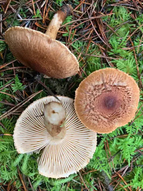 Tre skjeggmusseronger ligger på mose og barnåler, slik at både brune, skjellete hatter og lyse skiver er synlige.