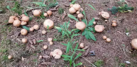 Mange skjeggmusseronger med små og store, lysebrune hatter spredt på bar skogbunn blant barnåler, kvister og grønne planter.