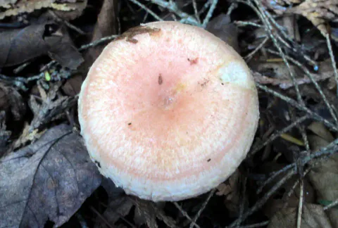 Skjeggriske sett ovenfra blant mørkt løv og kvister, med rosa, nedsenket hattmidte og bred, hvit, hårete kant.