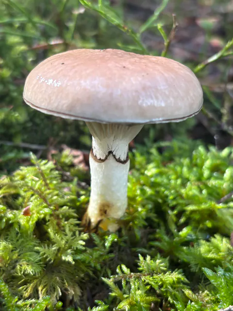 Sleipsopp i mose med glatt rosa-grå hatt og svak mørk ringsone på stilken.