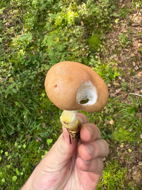 Sleipsopp ovenfra med blank brunrosa hatt og nedtrykt midtparti.