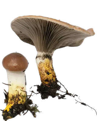 En stor og en liten sleipsopp med brunlige hatter og gule stilkbaser; den store viser mørke skiver som løper ned på stilken.