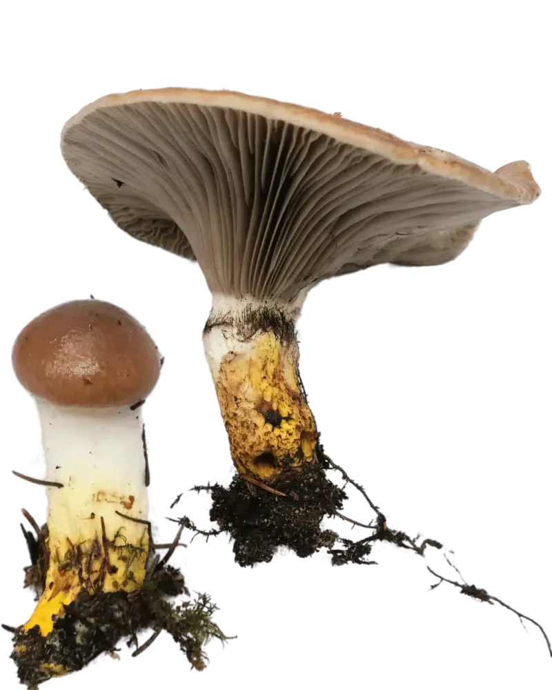 En stor og en liten sleipsopp med brunlige hatter og gule stilkbaser; den store viser mørke skiver som løper ned på stilken.