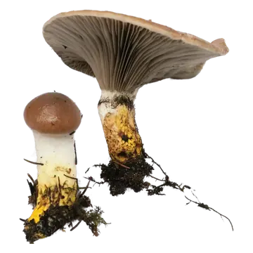 En stor og en liten sleipsopp med brunlige hatter og gule stilkbaser; den store viser mørke skiver som løper ned på stilken.