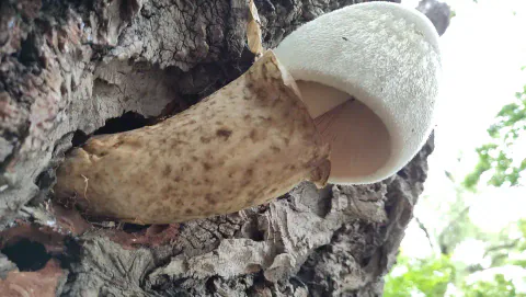 Sliresopp sett nedenfra på grov bark, med hårete, hvit hatt, rosa skiver og en stor, brunflekket slire rundt stilken.