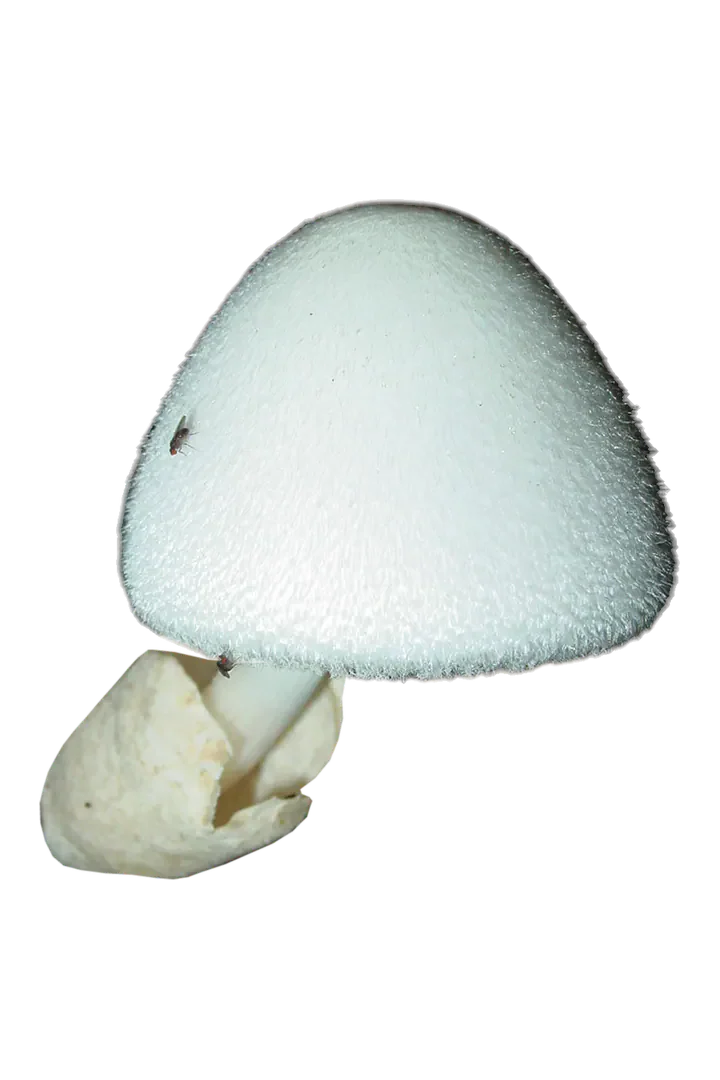 Frilagt sliresopp med hvit, eggformet hatt, fint hårete overflate og en lys, oppsprukket slire rundt stilkbasis.