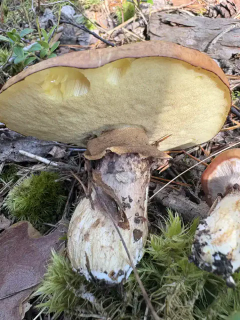 Smørsopp på skogbunnen med bred brun hatt, lyst porelag og kraftig ringet stilk.