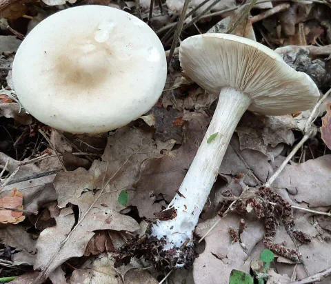To sommermunkehatter på tørt løv: én viser lys hatt med beige midtparti, den andre viser tette lyse skiver og lang hvit stilk.