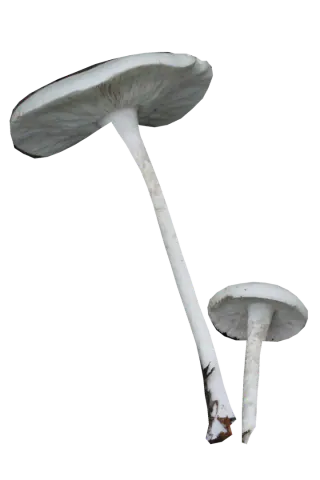 To frilagte sommermunkehatter sett skrått nedenfra, med lyse hatter, gråhvite skiver og lange, slanke hvite stilker.