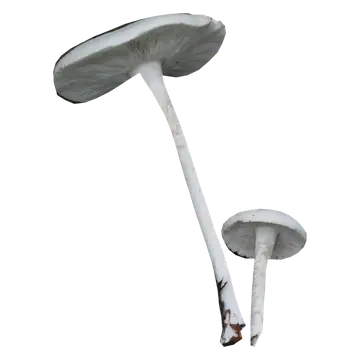 To frilagte sommermunkehatter sett skrått nedenfra, med lyse hatter, gråhvite skiver og lange, slanke hvite stilker.