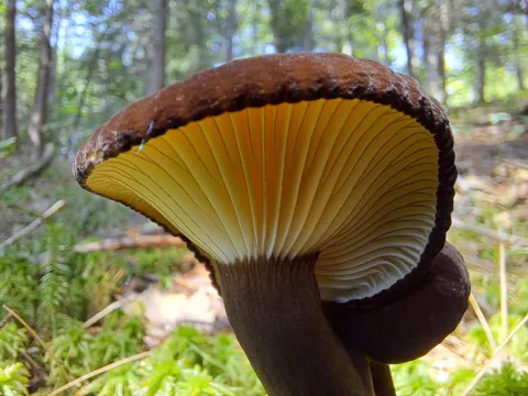 Sotriske sett nedenfra i skogen, med tydelige gyllengule skiver, mørk stilk og en tykk, brun hattkant.