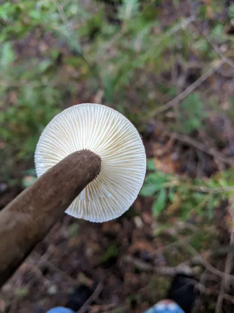 Sotriske sett rett mot undersiden, med tettstilte, kremhvite skiver rundt en mørkebrun stilk og skogbunn i bakgrunnen.