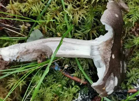 En sotvokssopp er delt på langs og lagt i mose og gress; snittet viser hvitt kjøtt under den mørke hatten og inni stilken.