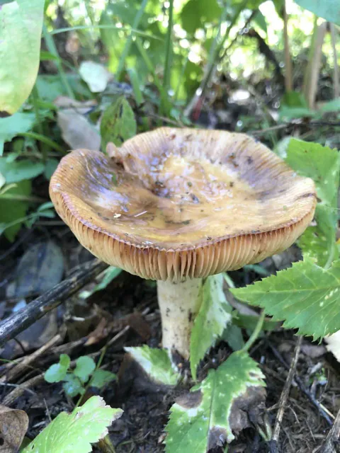 Stankkremle sett fra siden blant grønne blader, med gulbrun, innsunket hatt, furet kant, lyse skiver og en flekkete lys stilk.