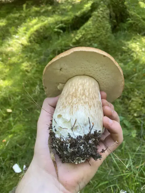 Steinsopp med lyst olivengult porelag og tykk, nettmønstret stilk.