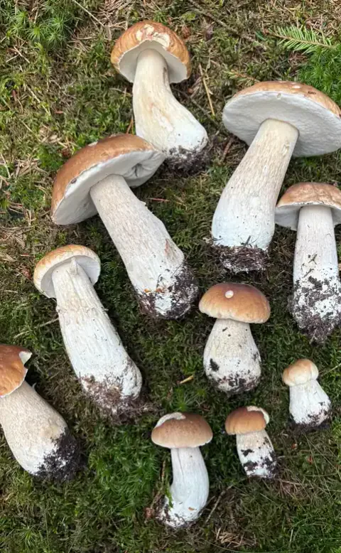 Flere steinsopper i ulike størrelser lagt på mose.