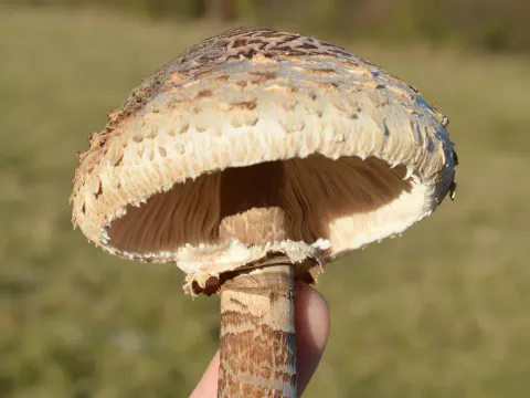 Stor parasollsopp holdt opp foran en eng, med hvelvet, brunskjellet hatt, synlige skiver og en kraftig ring rundt stilken.
