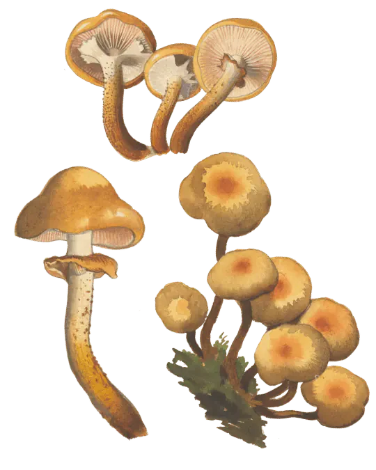 Illustrasjon av stubbeskjellsopp med gulbrune hatter i klynge, samt nærmere visninger av lyse skiver, ring og skjellet stilk.