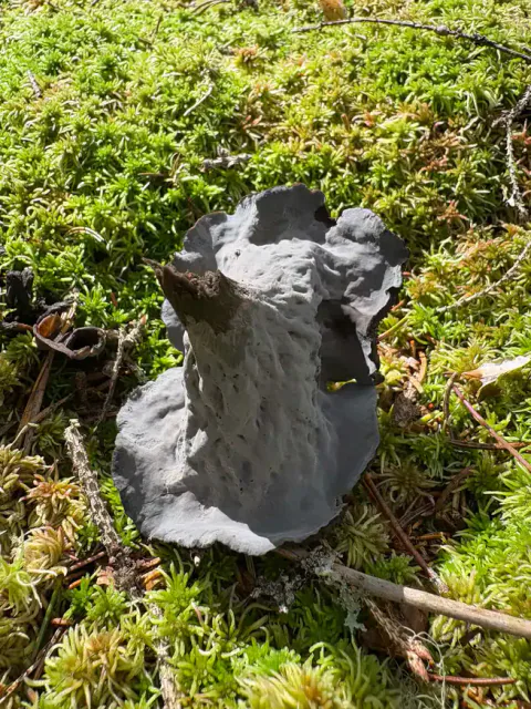 Svart trompetsopp sett fra utsiden med blekgrå, nesten glatt underside og mørk traktinnside.