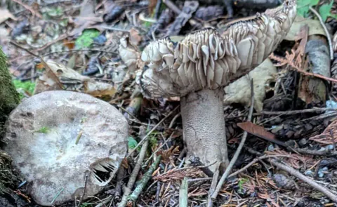 To svartkremler blant kvister og løv, med gråbrune hatter og én oppbøyd hatt som viser tykke, krøllete skiver.