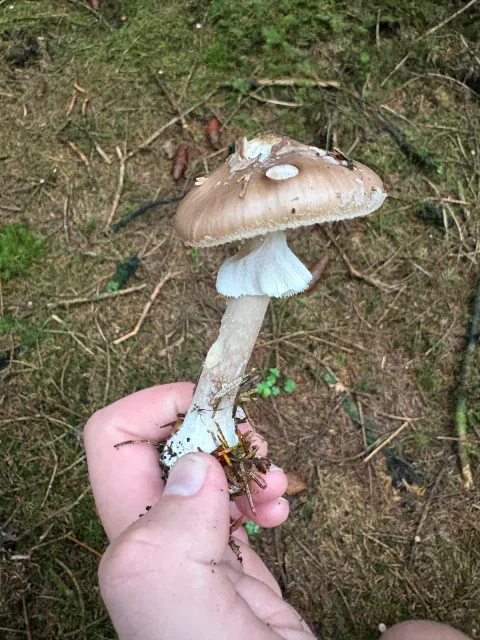 Svartringfluesopp med gråbrun metallisk hatt, hengende mørk ring og flekket stilk.