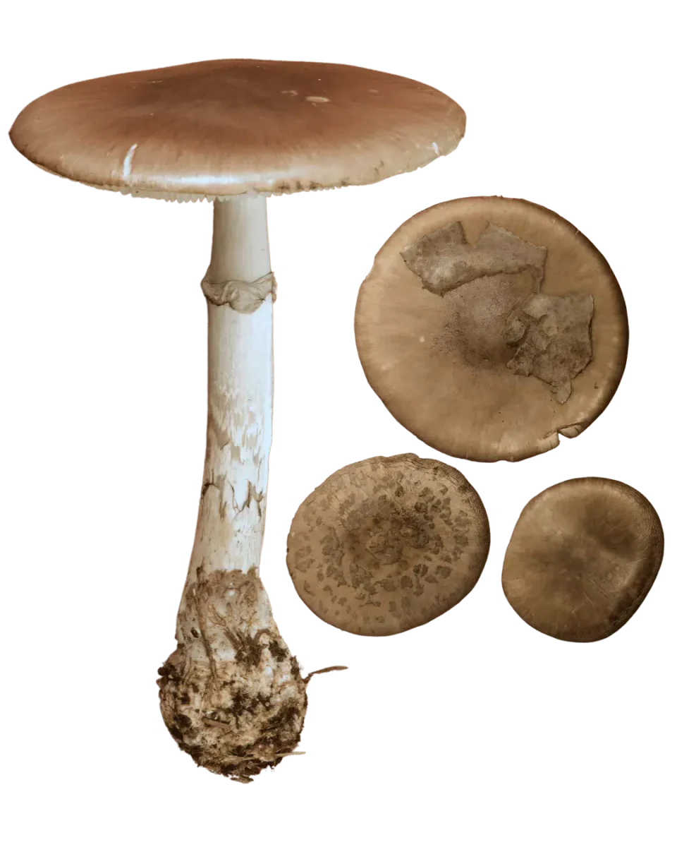 Svartringfluesopp vist fra siden med brun hatt og smal ring, sammen med tre hatter sett ovenfra med ulike brune flak.