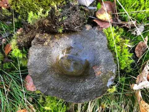 Svartriske sett rett ovenfra i mose og gress, med bred, mørk hatt, ujevn kant og en blank fordypning i midten.