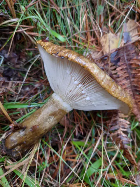 Svartriske ligger på siden blant barnåler og gress, med lyse skiver under brun hattkant og en flekkete, brunlig stilk.