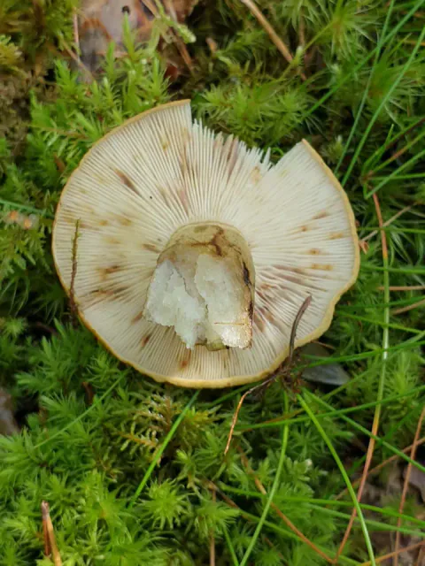 Svartriske ligger med skivene opp i grønn mose, med brunflekkede, lyse skiver, kort stilk og et hakk i hattkanten.