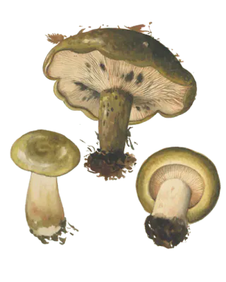 Illustrasjon av svartriske med olivenbrune hatter, lyse skiver med mørke flekker og kraftige, gulbrune stilker.
