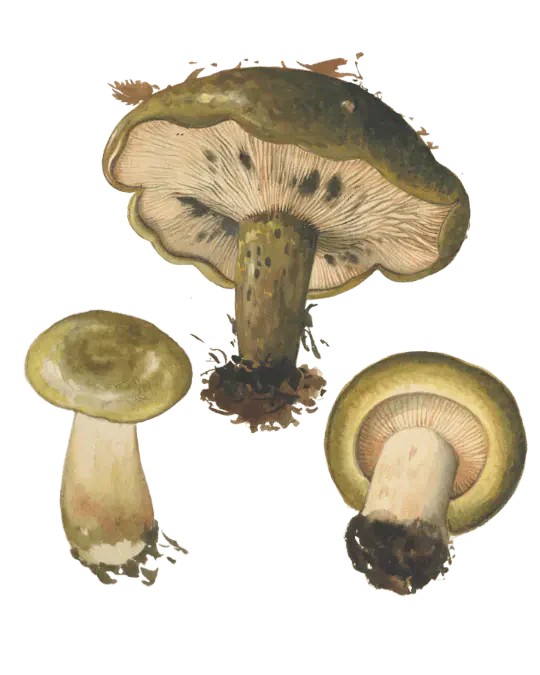 Illustrasjon av svartriske med olivenbrune hatter, lyse skiver med mørke flekker og kraftige, gulbrune stilker.