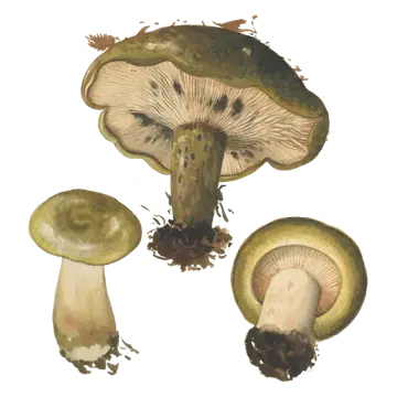 Illustrasjon av svartriske med olivenbrune hatter, lyse skiver med mørke flekker og kraftige, gulbrune stilker.