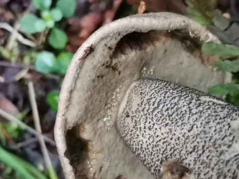 Nærbilde av svartskrubb med grått porelag og tett svarte skjell på stilken.