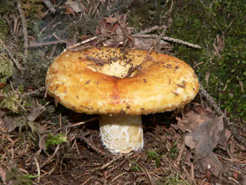 Svovelriske står blant barnåler og mose, med bred, guloransje hatt med dyp midte og en kort, lys stilk med gule groper.