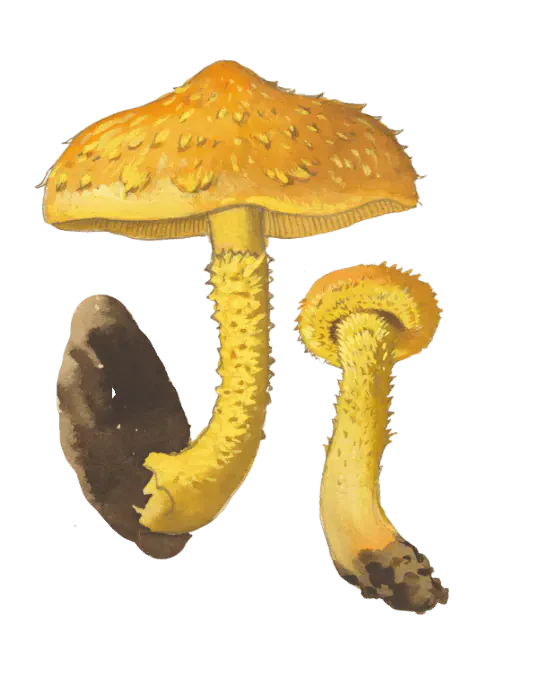 Illustrasjon av to svovelskjellsopper med sterkt gule hatter og bøyde stilker, dekket av spisse, oransjegule skjell.