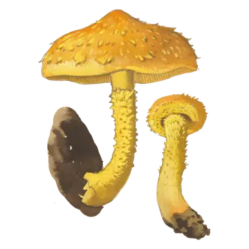 Illustrasjon av to svovelskjellsopper med sterkt gule hatter og bøyde stilker, dekket av spisse, oransjegule skjell.