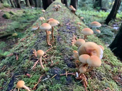Svovelsopp med lyse gulbrune hatter og slanke stilker vokser i små grupper langs en mosegrodd, liggende trestamme.