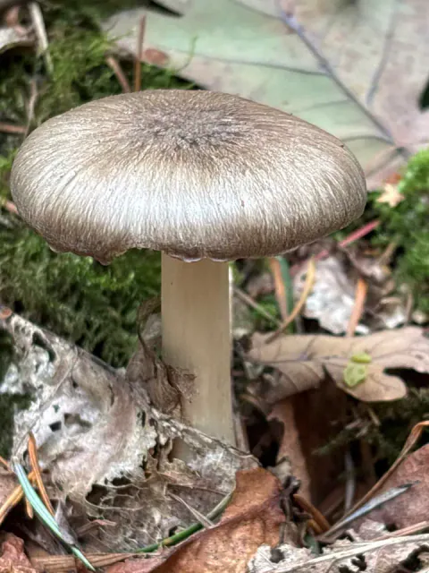 Tægersopp blant løv og kvister, med hvelvet, gråbrun hatt med mørke fibre som stråler ut mot den lyse kanten.