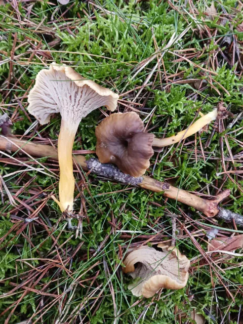 Traktkantareller lagt på mose og barnåler, med brun traktformet hatt, gul stilk og lyse ribber på undersiden.
