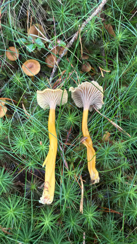 To traktkantareller lagt på stjerneformet mose, med gule stilker og lyse ribber vendt opp, ved siden av små brune hatter.