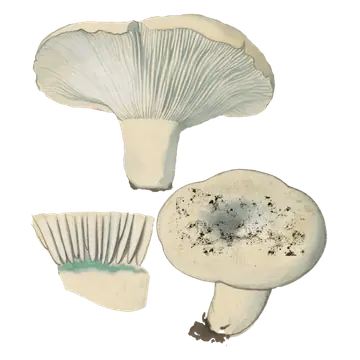 Illustrasjon av turkistraktkremle med lys, nedsenket hatt, grågrønne skiver og et detaljutsnitt med turkis felt ved stilktoppen.