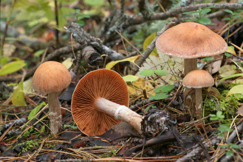 Ullringslørsopp blant kvister, løv og barnåler, med oransjebrune hatter; én ligger med rustbrune skiver mot kameraet.