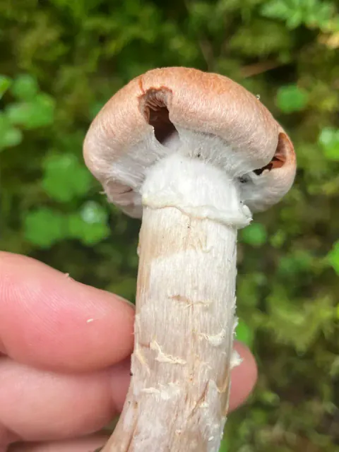 En ung ullringslørsopp holdes i hånden, med brun hatt, hvitt slør under hattkanten og ullaktige belter på den lyse stilken.