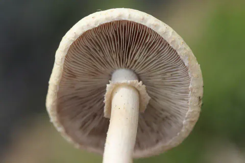 Våråkersopp sett nedenfra mot uskarp, grønn bakgrunn, med tette, brune skiver og en tynn, frynsete ring på den lyse stilken.