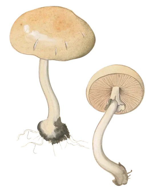 Illustrasjon av to våråkersopper med gulbrune hatter og lyse, buede stilker, den ene med brune skiver og hengende ring synlig.